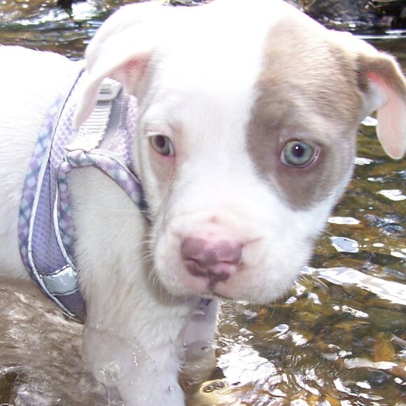 Meet your Posher, Ada - Picture 1 of 1